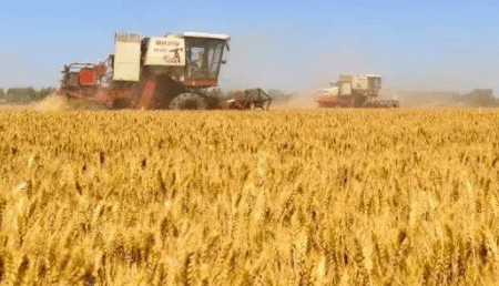 全国夏粮主产区已收小麦2.89亿亩 夏播粮食作物已播77%