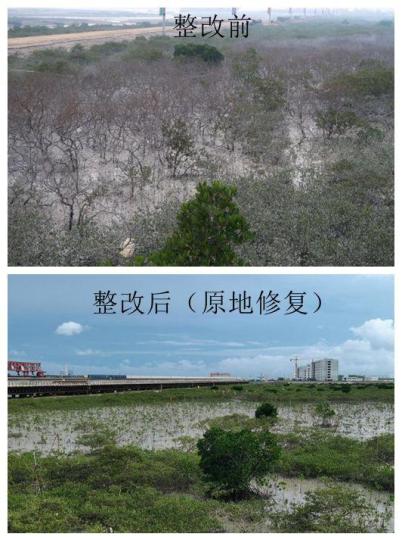 广西红树林保护修复显成效三年多增加面积逾81公顷