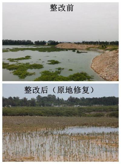 防城港市光坡镇潭油村破坏红树林案件整改前后对比。　广西人大供图