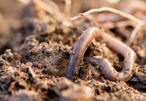 农业农村部：联合打击电捕蚯蚓 促进土壤生态环境改善