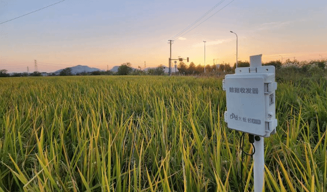 长江畔秋收见闻：稻田里藏了多少“黑科技”