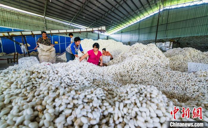 宜州是中国蚕桑之乡、中国优质茧丝生产基地。　宜州区融媒体中心供图