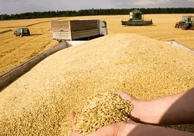 小麦价格总体上涨产业链下游经营承压 对供需平衡影响有限
