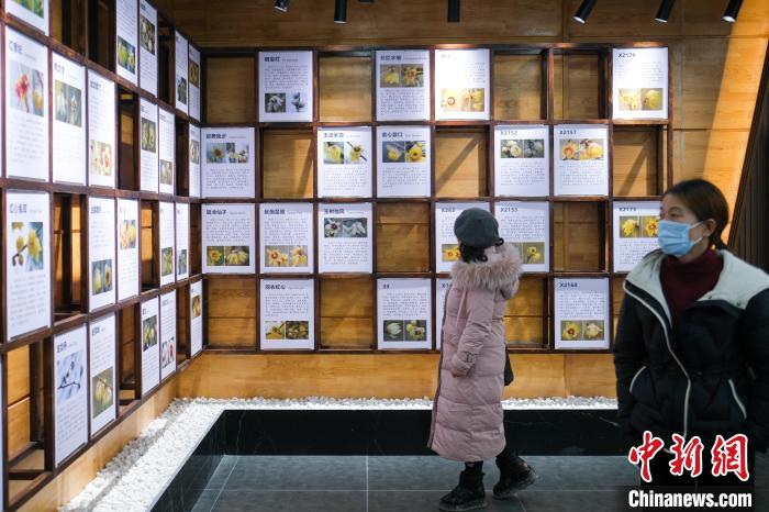 图为游客在北碚区静观镇的蜡梅博览馆参观。　何蓬磊 摄