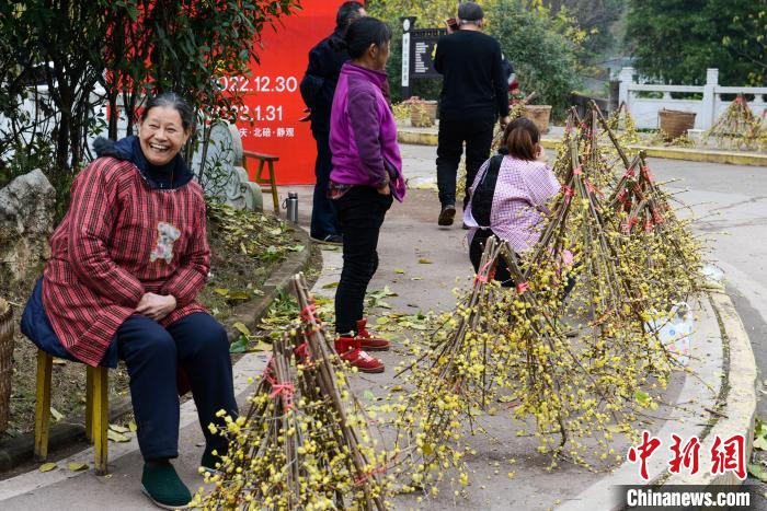 图为重庆市北碚区静观镇，当地村民正在售卖蜡梅花束。　何蓬磊 摄
