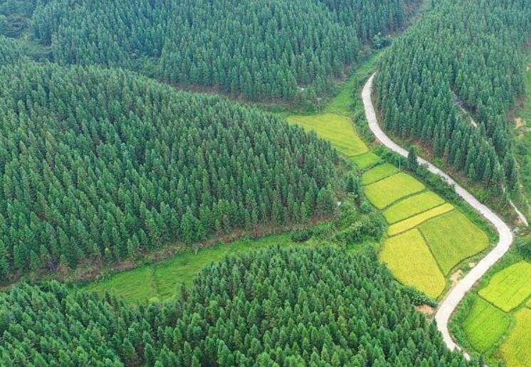 “十四五”期间中国将建设国家储备林3600万亩以上