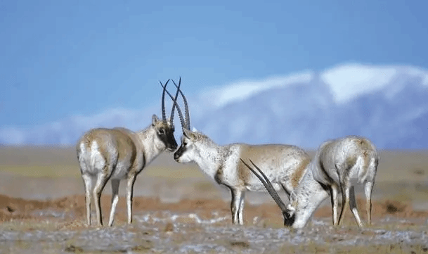 青海可可西里雌性藏羚羊进入迁徙产仔高峰期