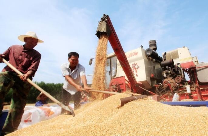 今年全国夏粮实现丰收 总产量达2923亿斤
