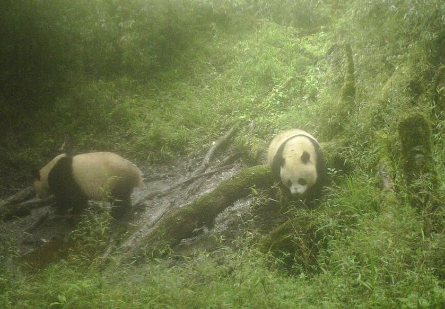 川陕甘开展协同立法加强大熊猫国家公园保护管理