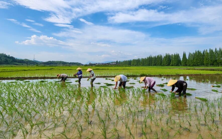 全国晚稻播栽近九成 早稻有望实现丰产丰收