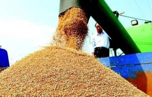 主产区累计收购小麦超5000万吨 旺季收购进度已超八成