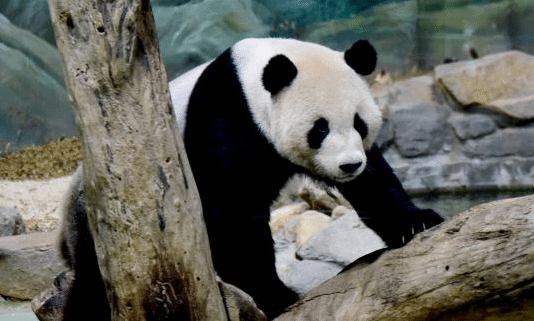 大陆赠台大熊猫“圆圆”迎来19岁生日