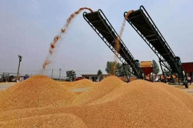 主产区收购夏粮超6300万吨 秋粮开始陆续上市