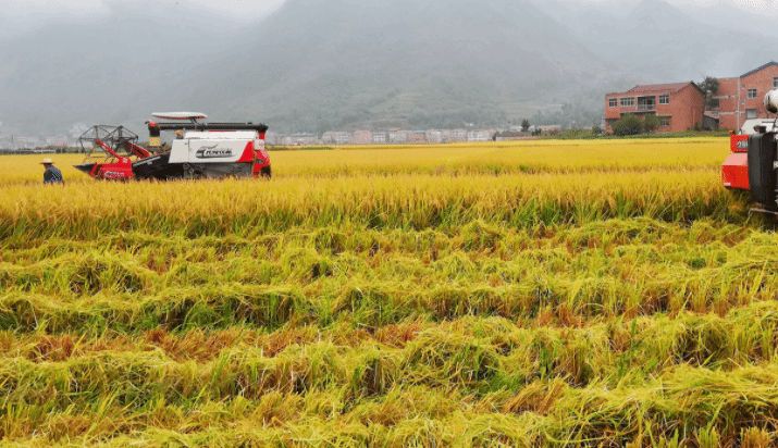 重庆垫江县制种水稻秋收：5年为何能增长1.2万多亩  
