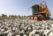 新版棉花强制性国标发布 将于2024年9月1日实施