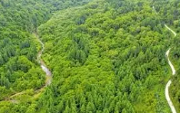 国家林草局：国土绿化重点调整 森林面积与质量并重