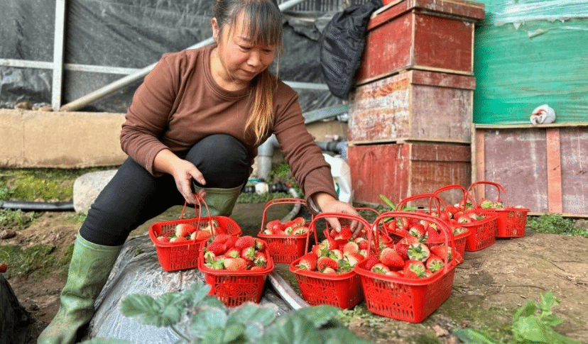 青海湟中区：草莓产业种出好未来