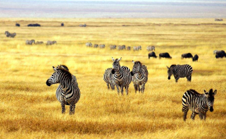动物大迁徙如期而至 肯尼亚旅游业逐步恢复