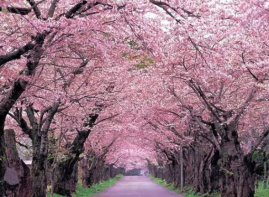 日本多地樱花今年盛开时间提前 创最早记录