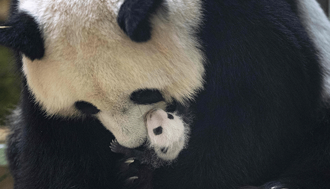 法国博瓦勒动物园大熊猫双胞胎“满月”