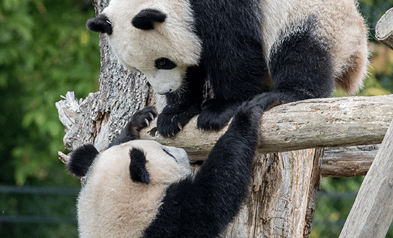 柏林大熊猫双胞胎已断奶 将择期返回中国