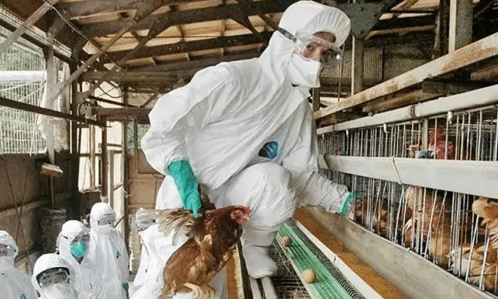 日本再现禽流感 熊本县养鸡场超6万只鸡被扑杀