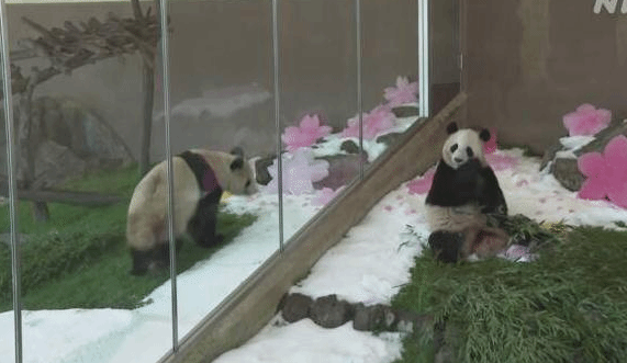 日本双胞胎大熊猫迎来7岁生日 园方送上礼物