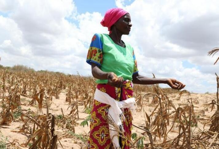 联合国：旱灾可能导致非洲之角1500万人面临人道危机