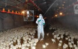 日本北海道出现禽流感 扑杀数十万只鸡