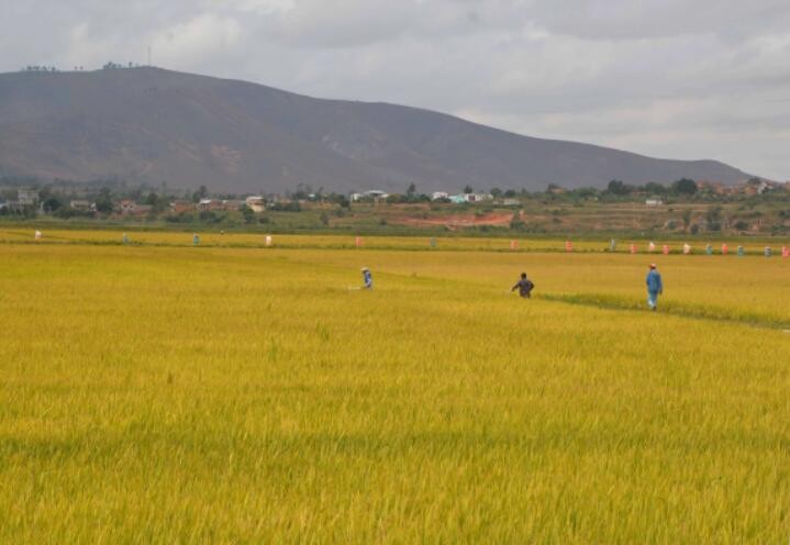 马达加斯加官员：感谢中国政府为非洲农业发展所作贡献