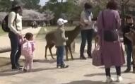 日本再报告5例不明病因儿童急性肝炎病例