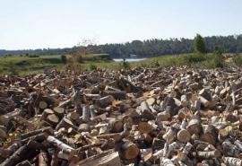 立陶宛因对俄制裁面临木材短缺 将阻止更多木材出口