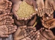 联合国高级别特别会议协调 “全球粮食危机应对之策”