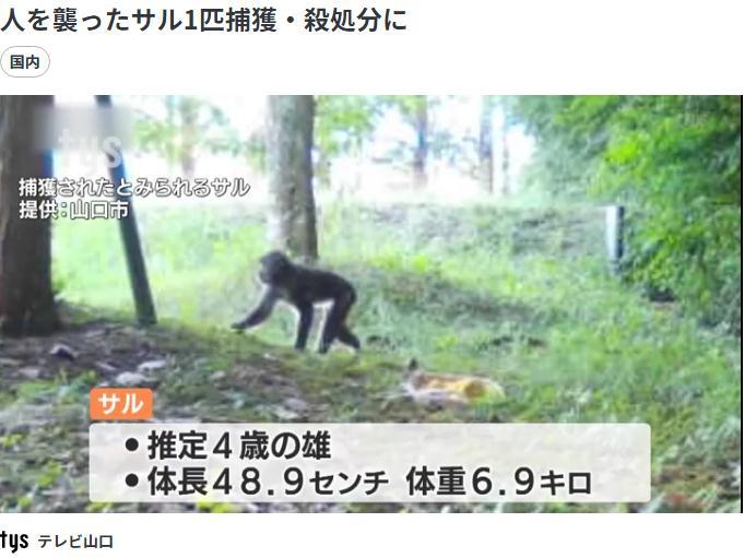 图片来源：日本TBS新闻网报道截图