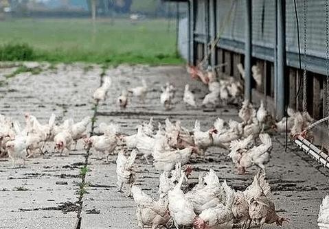 荷兰农场接连暴发禽流感疫情 近20万只家禽被扑杀
