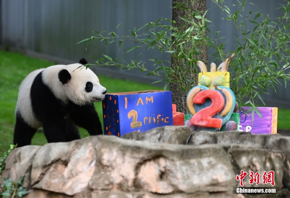 当地时间8月21日，旅美大熊猫幼崽“小奇迹”迎来两周岁生日。 <a target='_blank' href='/'>中新社</a>记者 陈孟统 摄