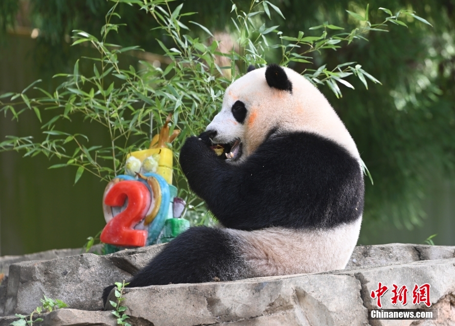 当地时间8月21日，旅美大熊猫幼崽“小奇迹”迎来两周岁生日。 <a target='_blank' href='/'>中新社</a>记者 陈孟统 摄