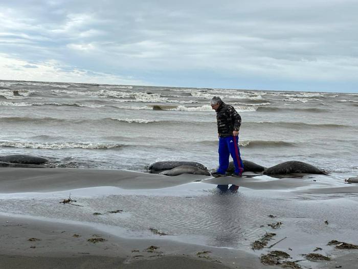近日，里海海岸发现大量死亡海豹。图片来源：达吉斯坦共和国自然资源和环境部社交媒体