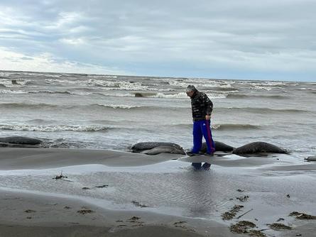 这一濒危物种大量死亡！俄里海沿岸现2500头海豹尸体