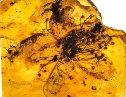 国际最新研究发现最大化石花 距今近4000万年保存于琥珀