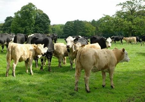 荷兰发现疯牛病病例 称不会危及食品安全