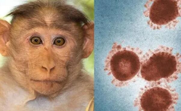 世卫组织：猴痘仍是“国际关注的突发公共卫生事件”