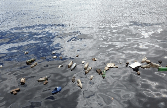 研究人员说首次在海鸟身上发现完全由塑料引发的疾病