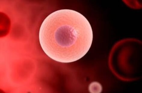 美国研究发现造血干细胞有特殊“垃圾处理”机制