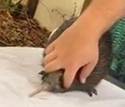 新西兰国鸟在美国动物园遭粗暴对待 新西兰人怒了