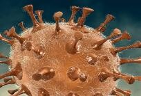日本报告全球首例人感染并死于Oz病毒的病例