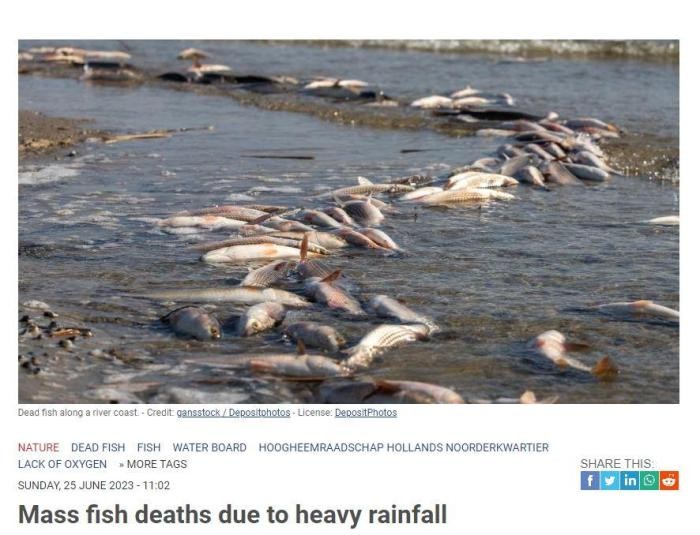 荷兰受大雨影响 造成多地鱼类大量死亡