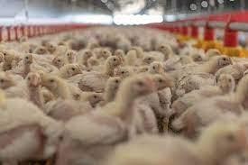 巴西首报家禽感染禽流感 日叫停自巴西进口部分肉禽