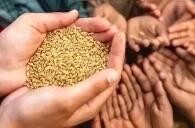 联合国粮农组织：全球面临长期饥饿人口占比超9%