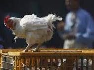 巴西南马托格罗索州首次报告禽流感疫情